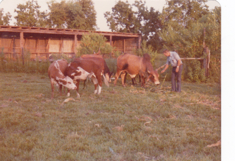 Grandpa cattle